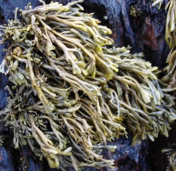 Channel Wrack (Pelvetia canaliculata)